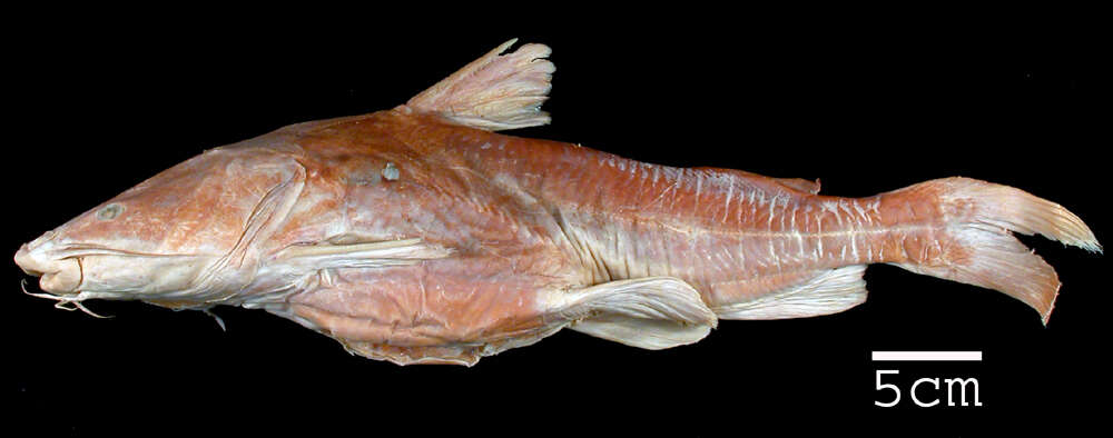 Image of Sculptured sea catfish