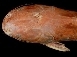 Image of Sculptured sea catfish