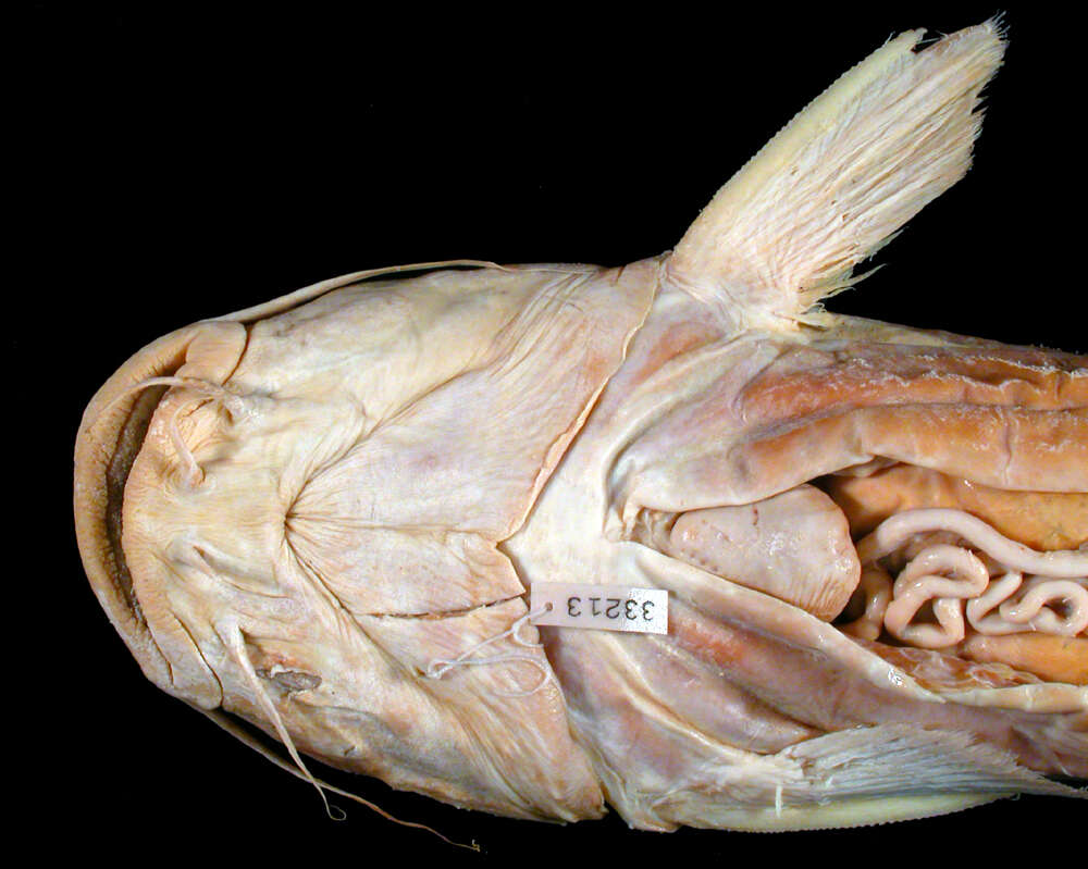 Image of Sculptured sea catfish