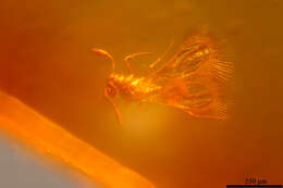 Image of Mymarommatoidea