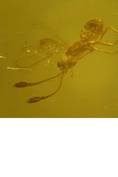 Image of fairyflies