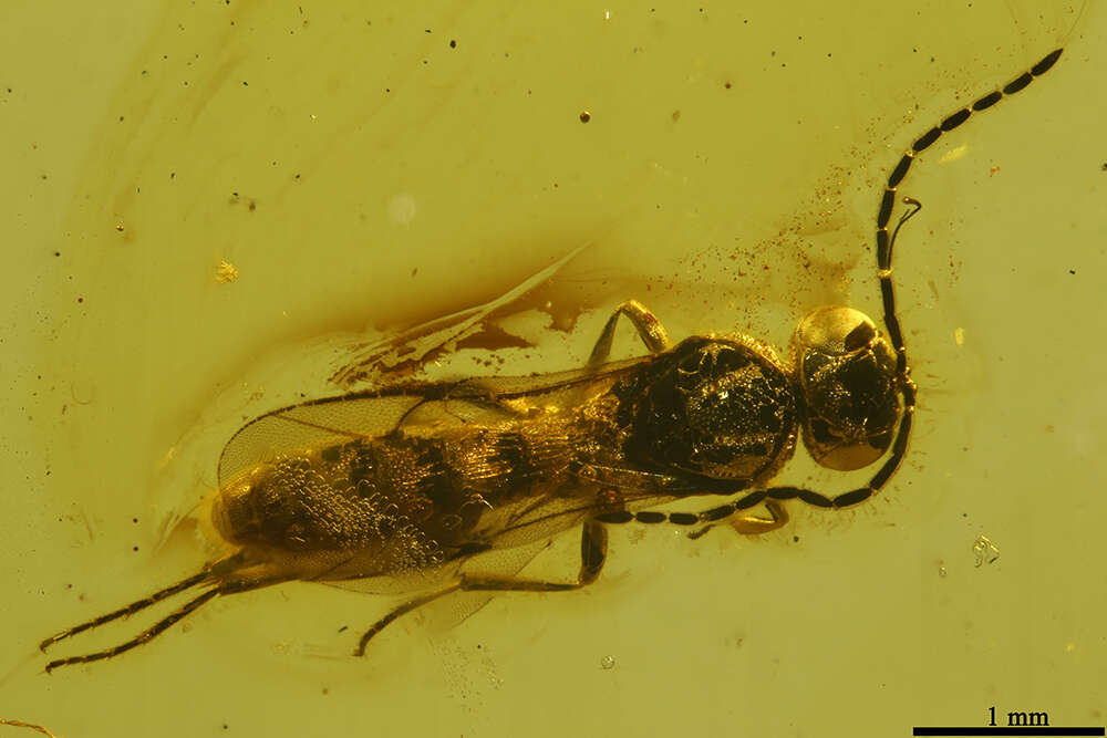 Image of platygastrids