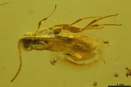 Image of platygastrids