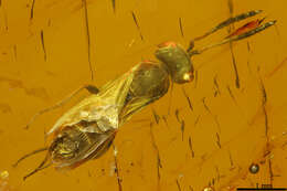 Image of platygastrids