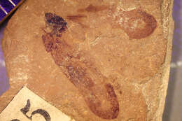 Image of <i>Cicadella priscomarginata</i> (Scudder 1877)