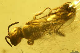 Image of cockroach wasps