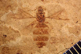 Image of Formica robusta Carpenter 1930