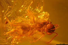 Image of sphecid wasps