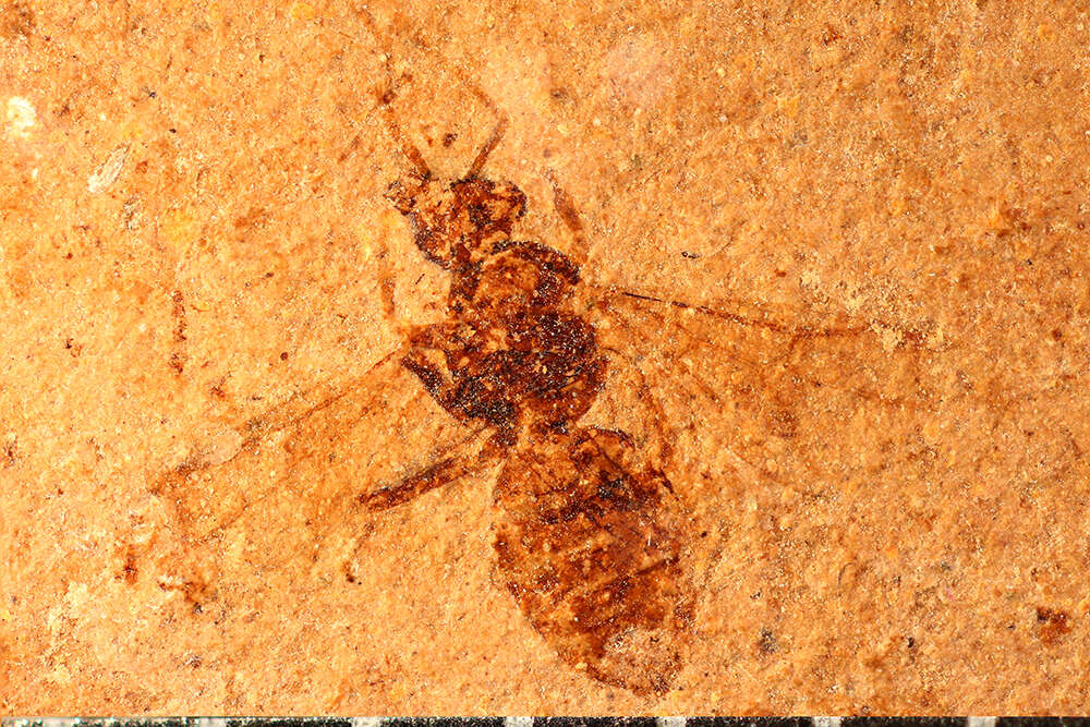 Image de Lasius