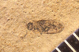 Image of <i>Pediacus periclitans</i> Scudder 1900