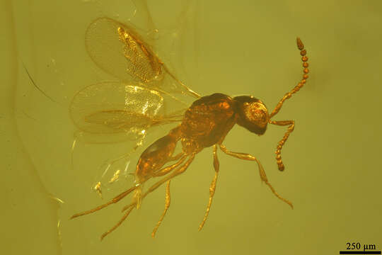 Image of fairyflies