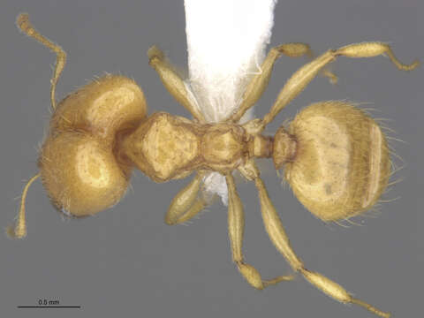 Pheidole cerebrosior Wheeler 1915 resmi