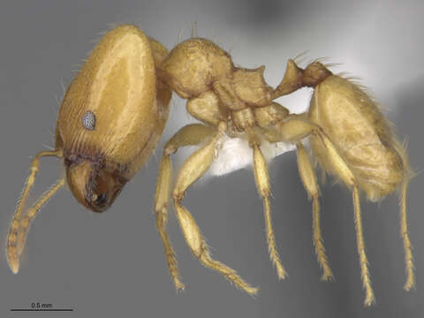 Image of Pheidole cerebrosior Wheeler 1915