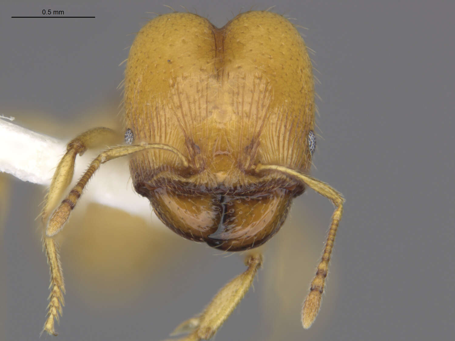 Pheidole cerebrosior Wheeler 1915 resmi