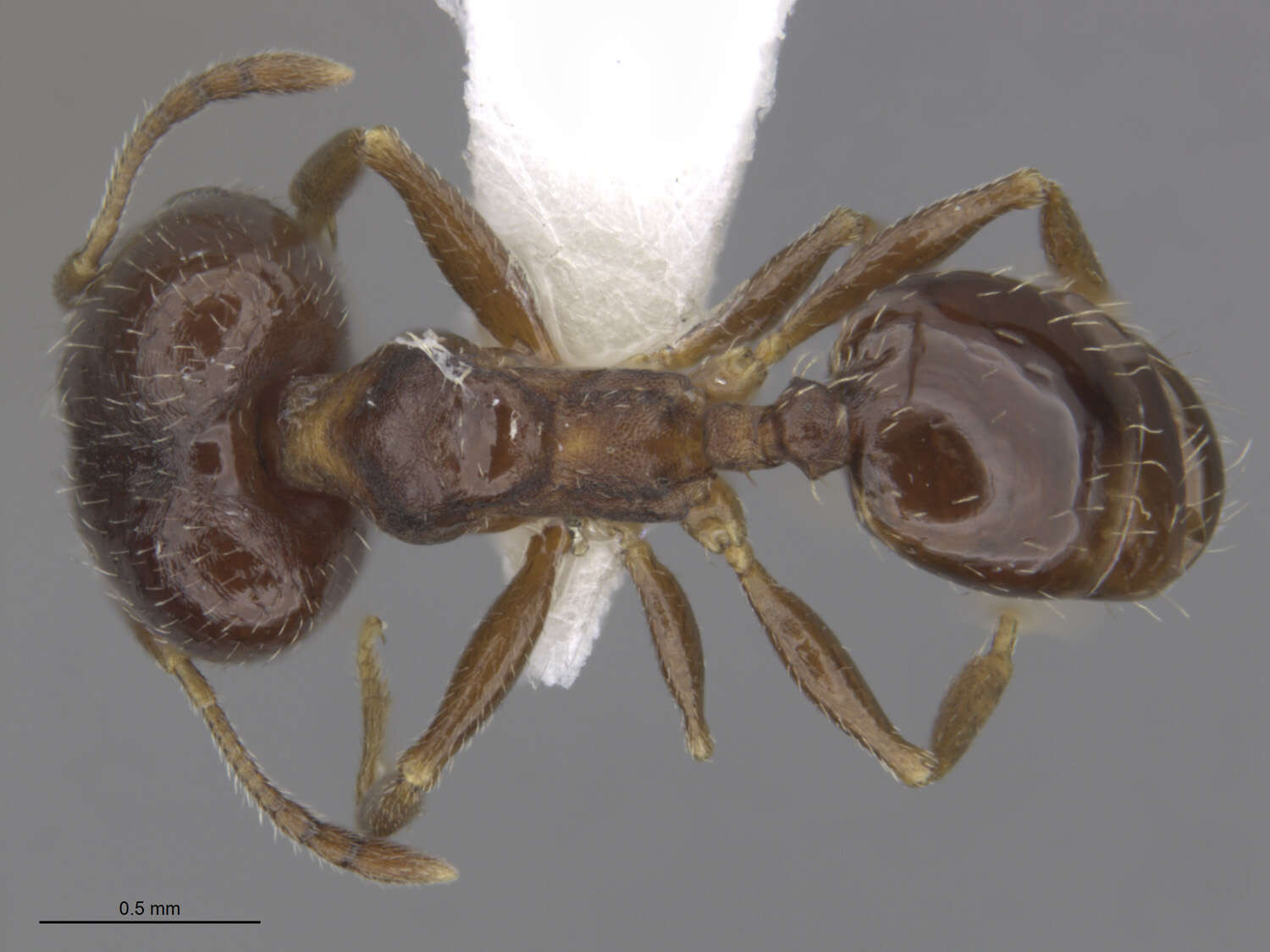 Image of Pheidole