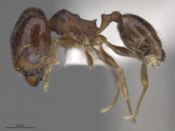 Image of Pheidole