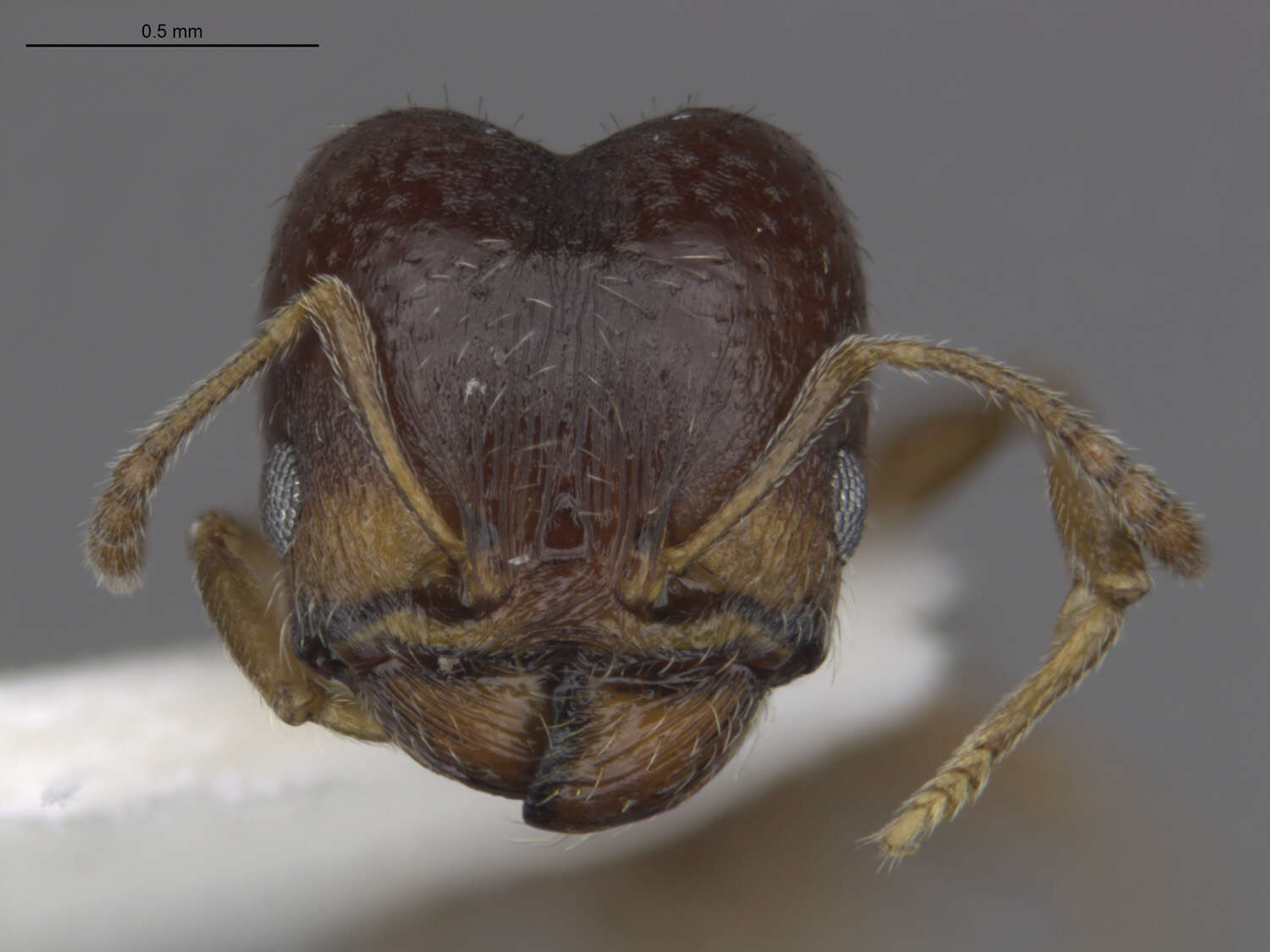 Image of Pheidole