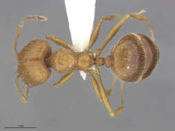 Image of Pheidole