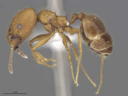 Image of Pheidole