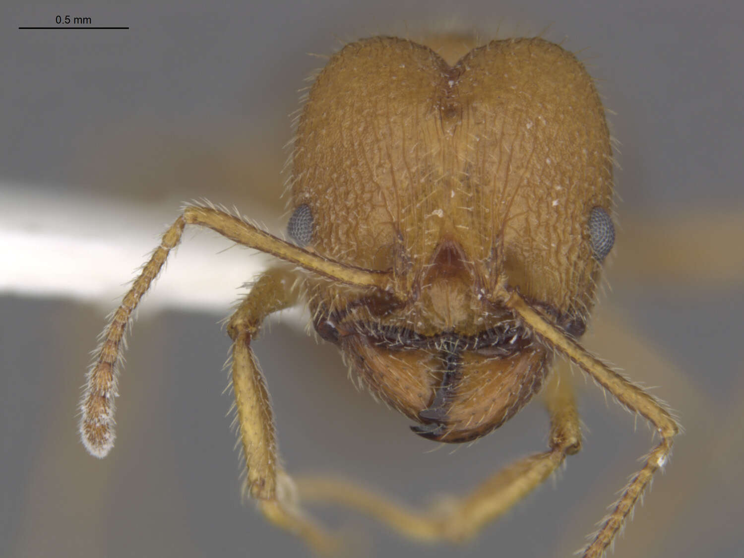 Image of Pheidole