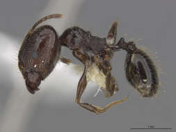 Image of Pheidole