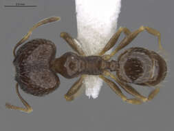 Image of Pheidole