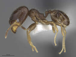 Image of Pheidole