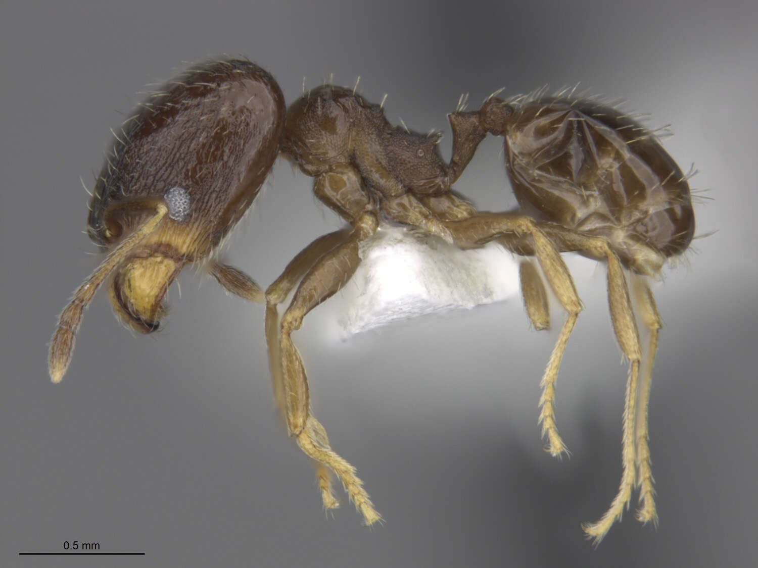 Image of Pheidole