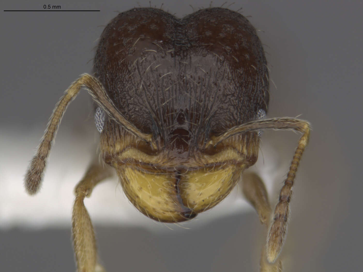 Image of Pheidole