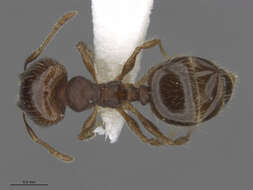 Image of Pheidole