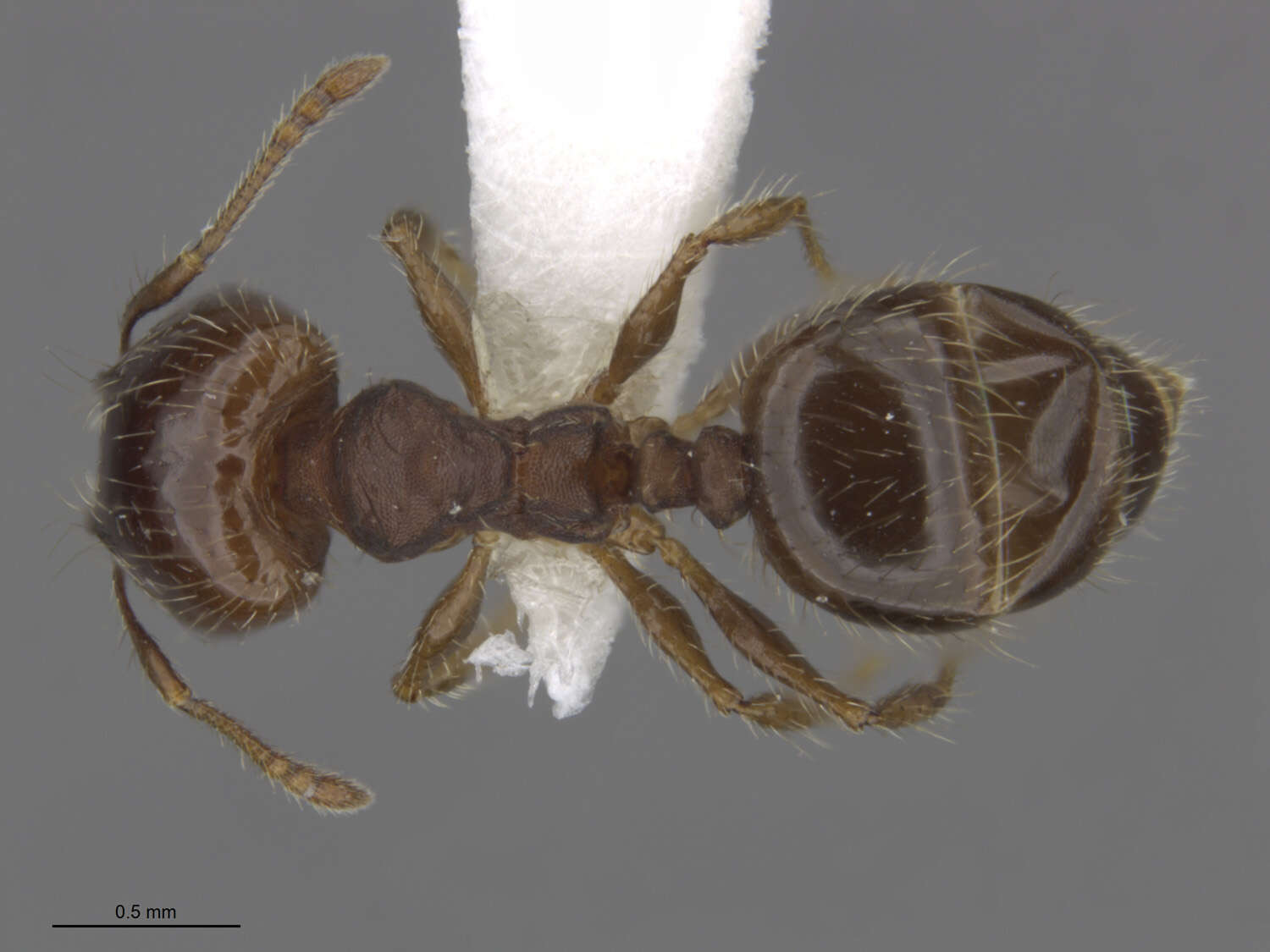 Image of Pheidole