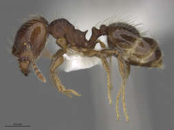 Image of Pheidole