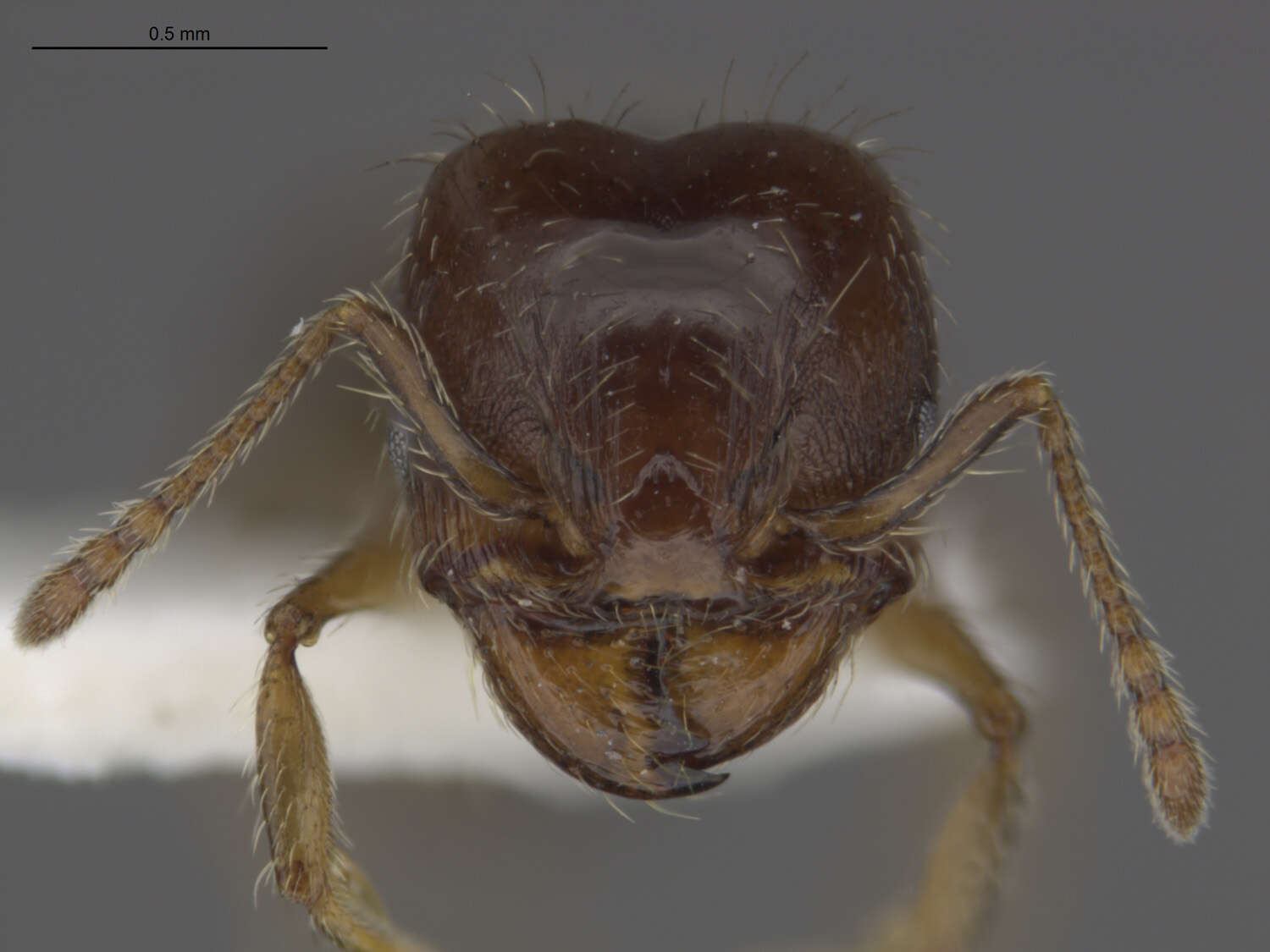 Image of Pheidole