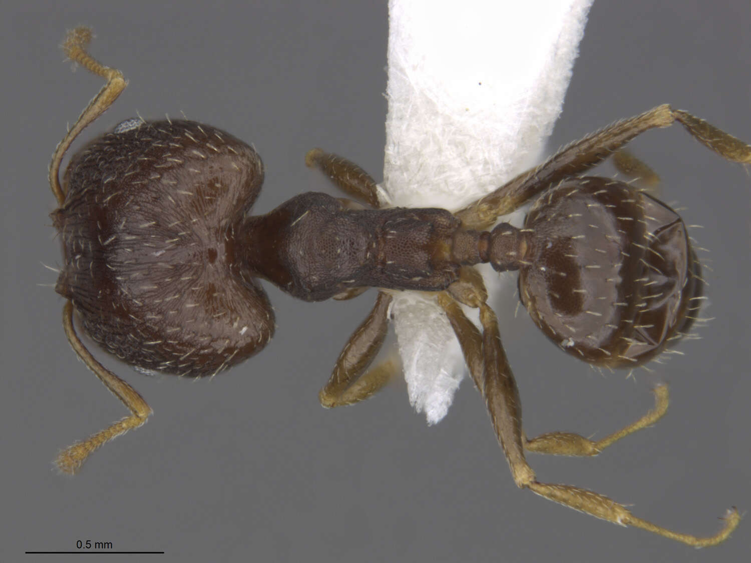 Image of Pheidole