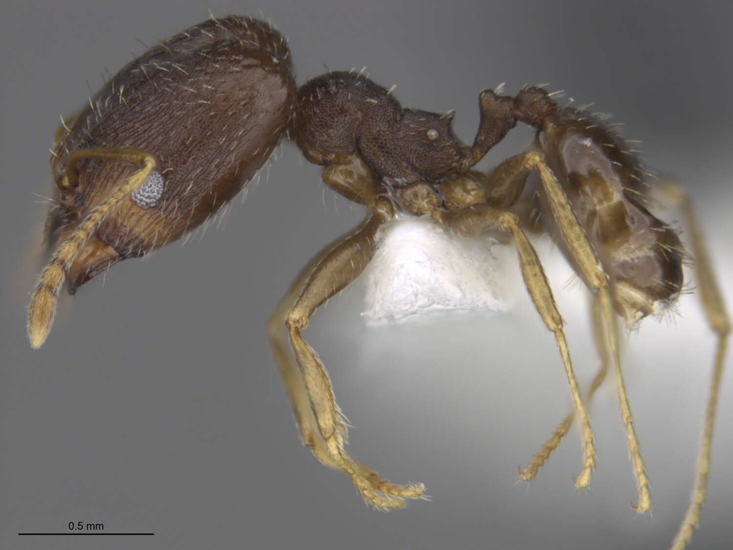 Image of Pheidole