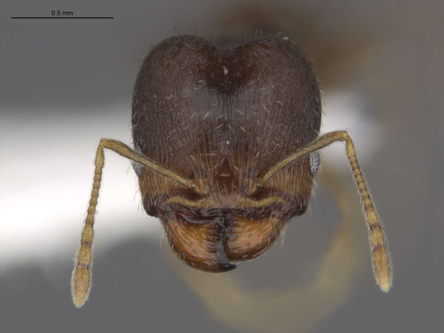 Image of Pheidole