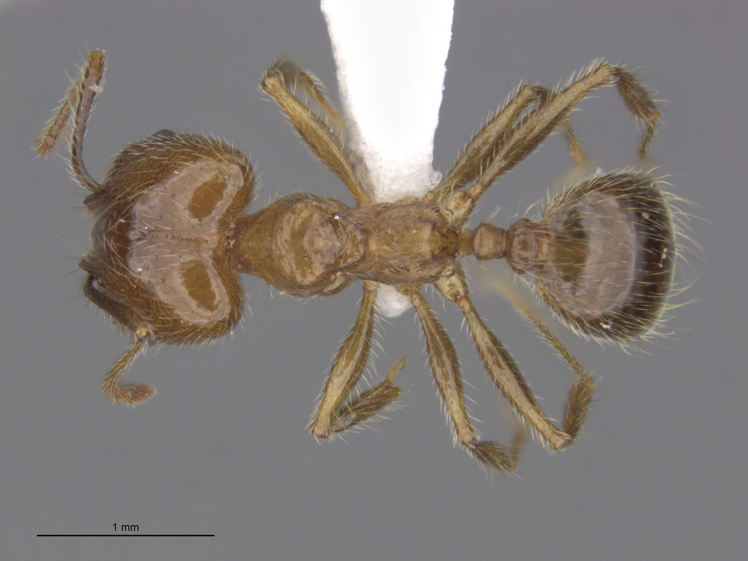 Image of Pheidole