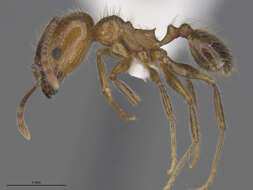 Image of Pheidole