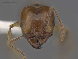 Image of Pheidole