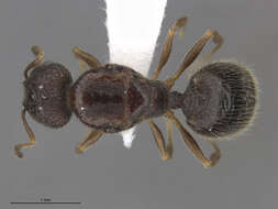 Image of Pheidole