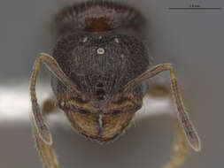 Image of Pheidole