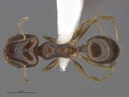 Image of Pheidole