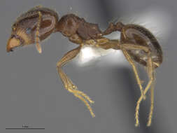 Image of Pheidole