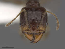 Image of Pheidole