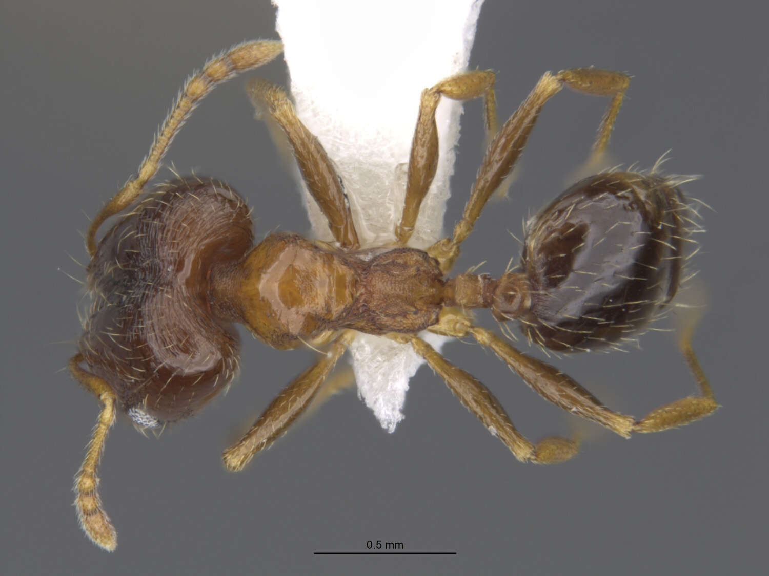 Image of Pheidole