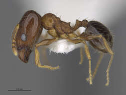 Image of Pheidole