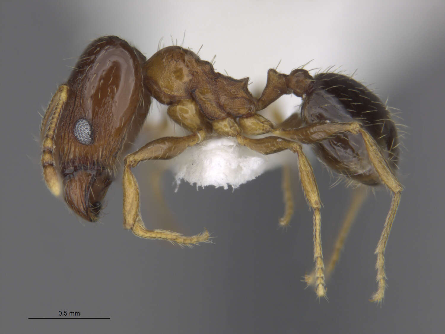 Image of Pheidole