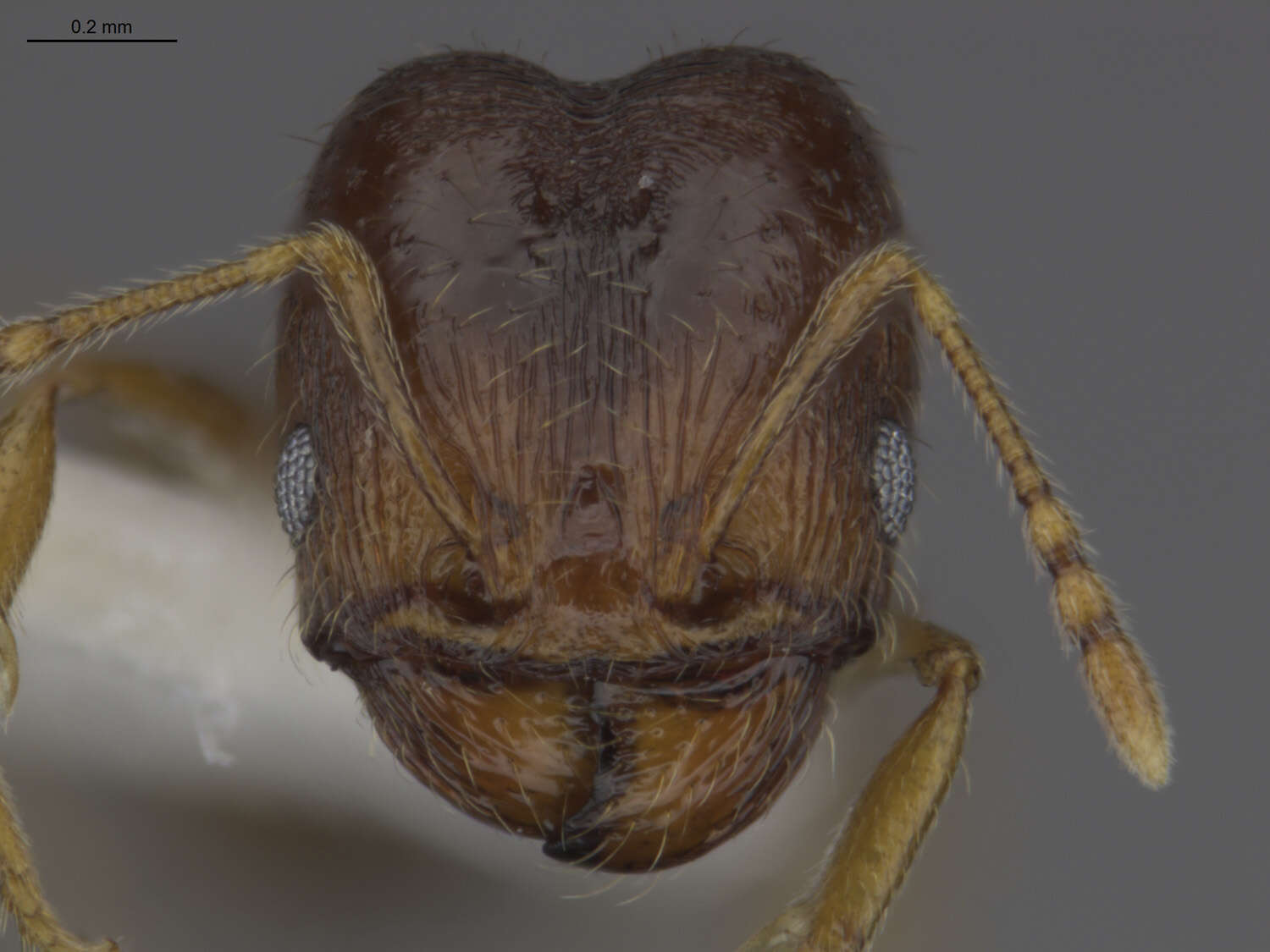 Image of Pheidole