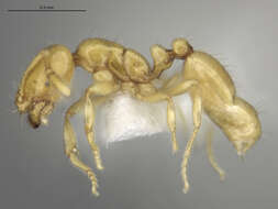 Image of Fire Ants and Thief Ants