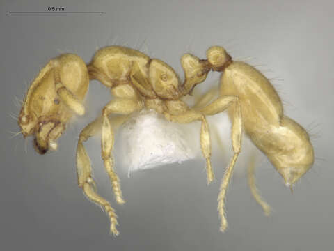 Image of Fire Ants and Thief Ants